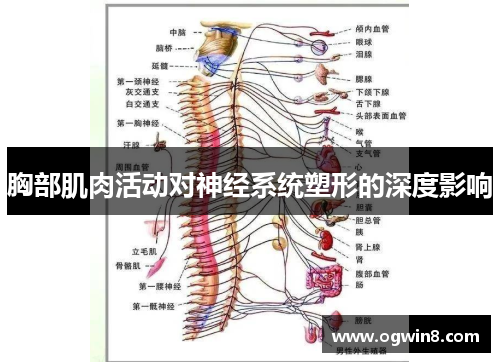 胸部肌肉活动对神经系统塑形的深度影响